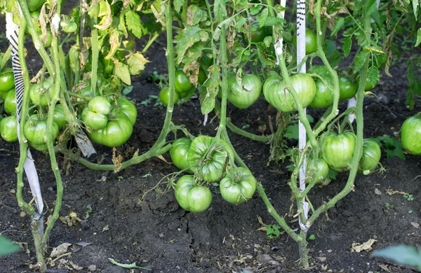 Groene tomaten — Stockfoto