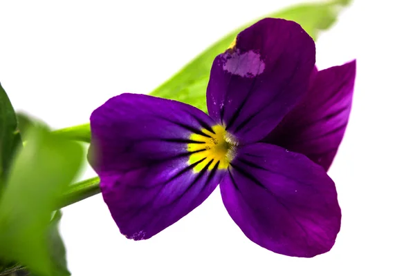 Horned violet — Stock Photo, Image