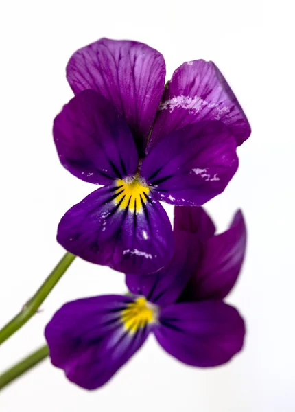 Gehoornde violet — Stockfoto