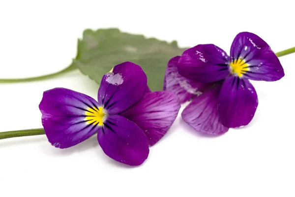 Horned violet — Stock Photo, Image