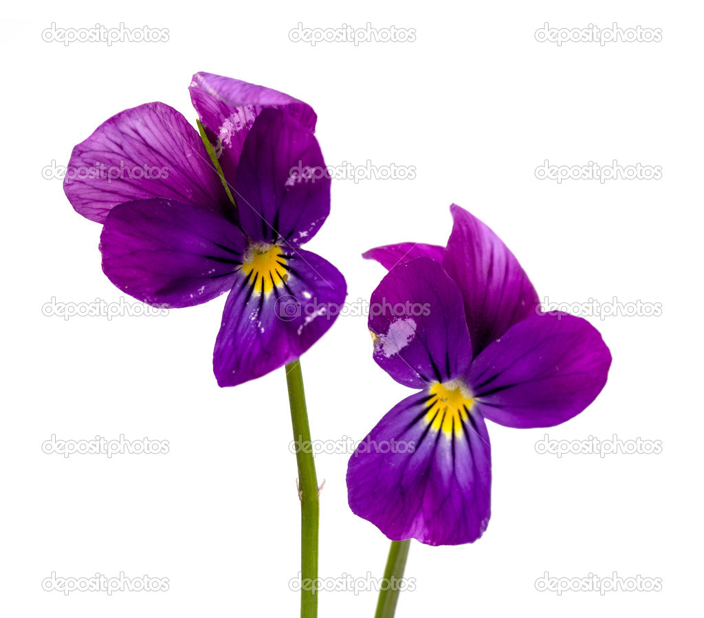 Horned violet