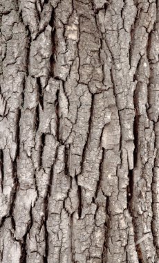 sert ahşap ağaç kabuğu dokusu arka plan