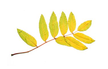 Sonbahar Yaprakları