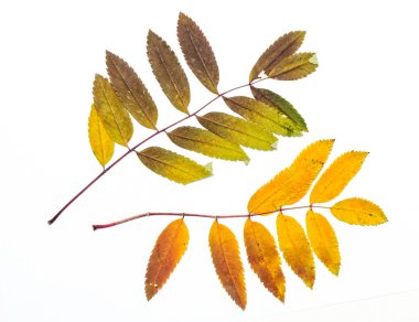 Sonbahar Yaprakları