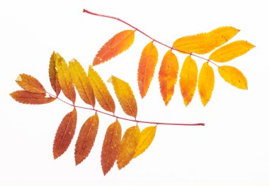 Sonbahar Yaprakları