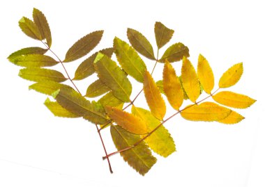 Sonbahar Yaprakları