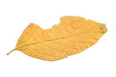 Kuru sarı sonbahar yaprak