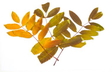 Kuru sonbahar yaprakları