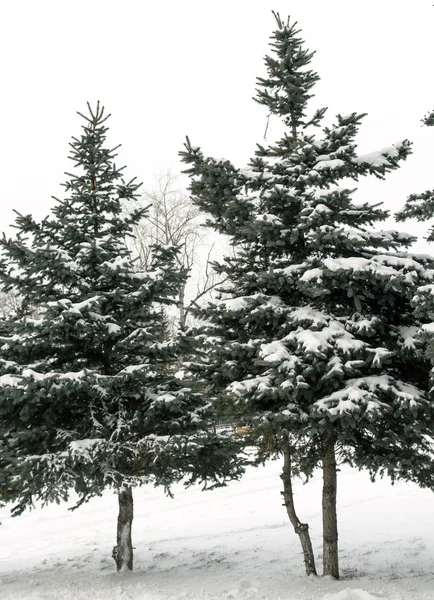 Fir trees covered with snow — Stock Photo, Image