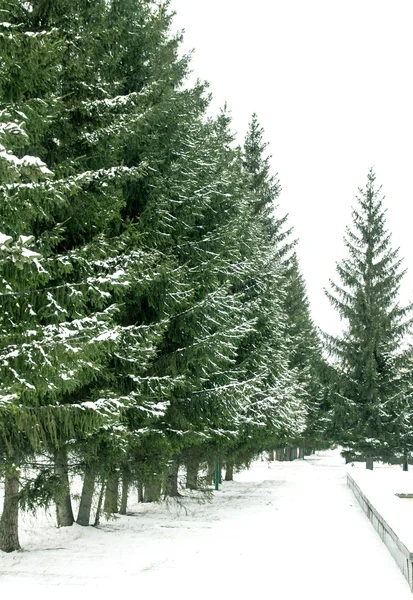 Fir trær dekket med snø – stockfoto