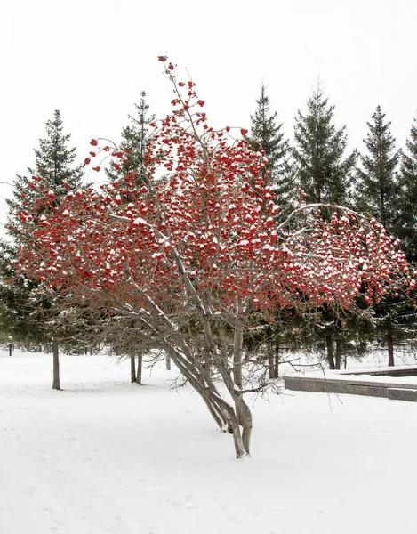Rowan en la nieve — Foto de Stock