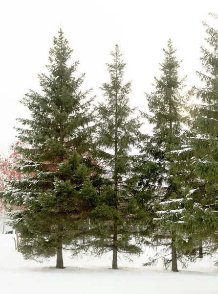 Alberi di abete coperti di neve — Foto Stock