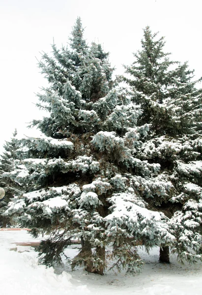 Alberi di abete coperti di neve — Foto Stock