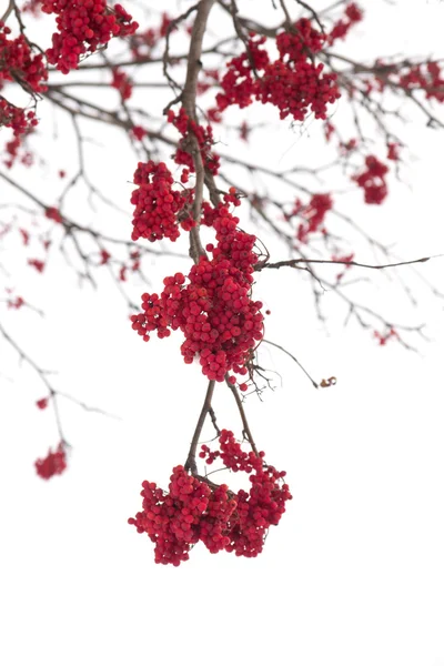 Rowan in the snow — Stock Photo, Image