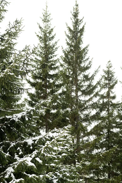 覆盖着雪的冷杉树 — 图库照片