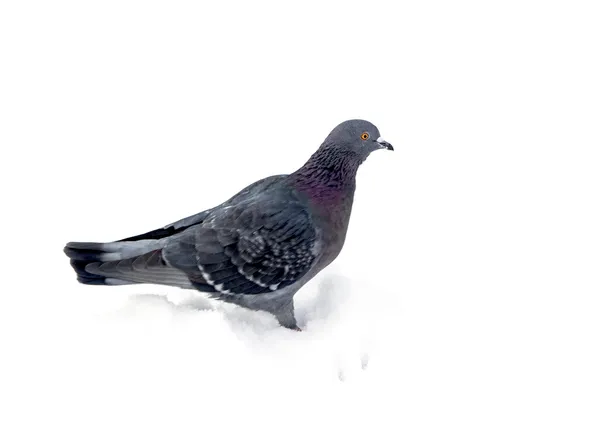 비둘기 — 스톡 사진