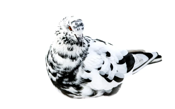 Білий голуб з темними плямами — стокове фото