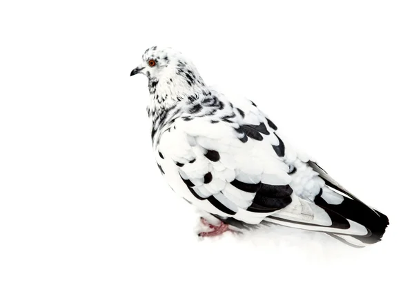 White pigeon with dark spots — Stock Photo, Image