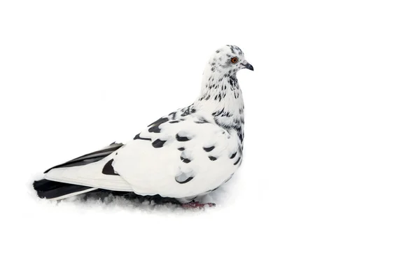 White pigeon with dark spots — Stock Photo, Image