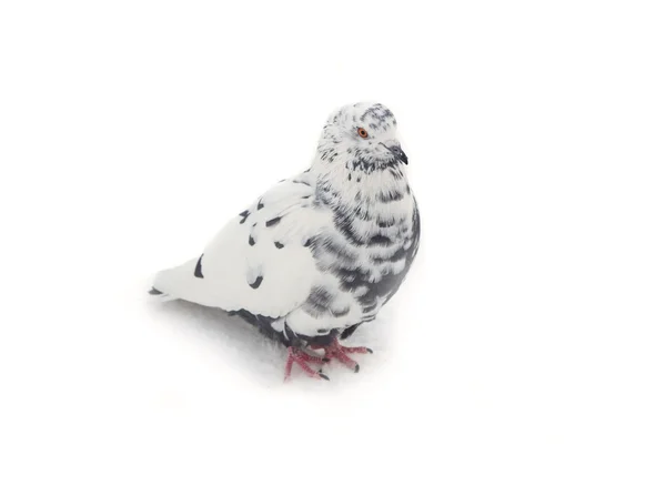 Siyah noktaları ile beyaz güvercin — Stok fotoğraf