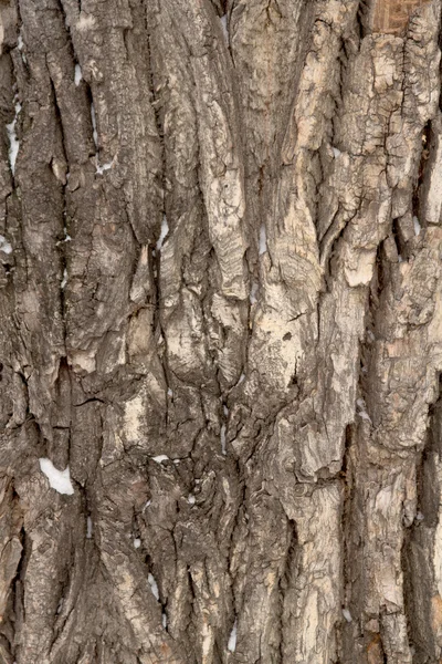 Legno grezzo albero corteccia texture sfondo — Foto Stock