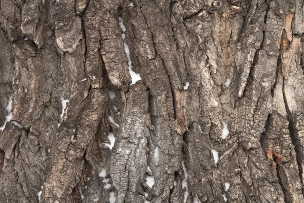Surowe drewno drzewo szczekać tekstura tło — Zdjęcie stockowe