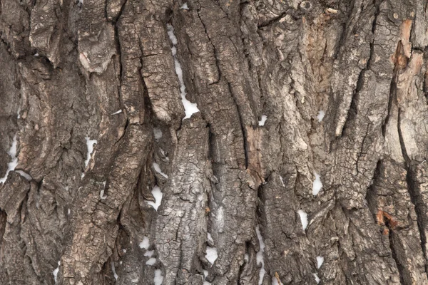 Madera áspera corteza de árbol textura fondo —  Fotos de Stock