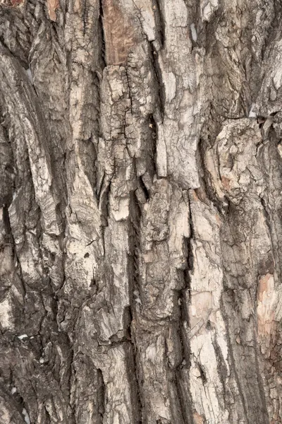 粗糙的木树树皮纹理背景 — 图库照片