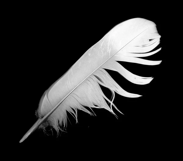 Feather — Stock Photo, Image