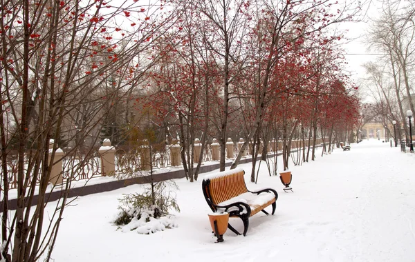 Zimní park s lavici a strom s rowan — Stock fotografie