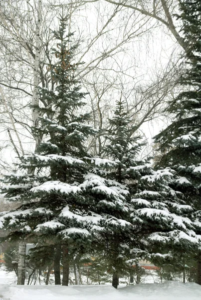 Sapins couverts de neige — Photo