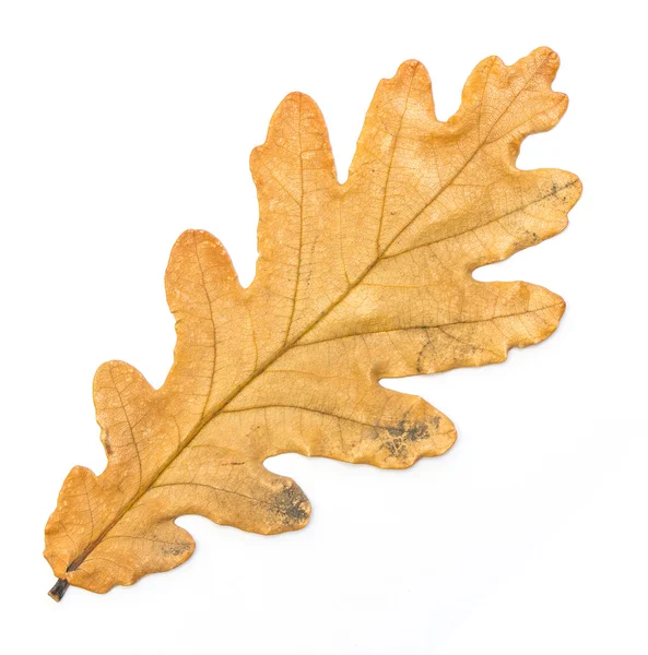 가을 참나무 잎 — 스톡 사진