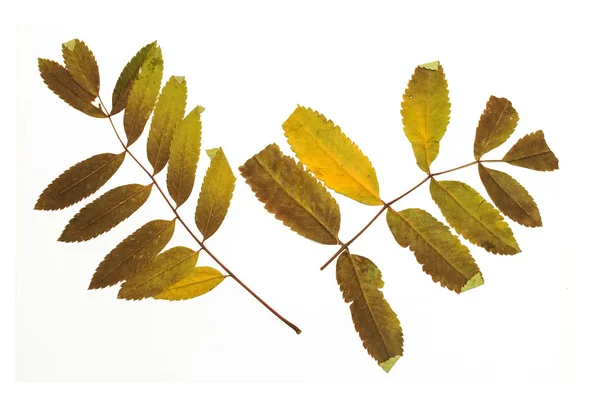 Trockene Herbstblätter — Stockfoto