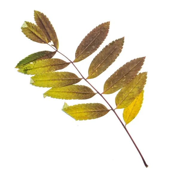 Ξηρά φύλλα φθινοπώρου — Φωτογραφία Αρχείου