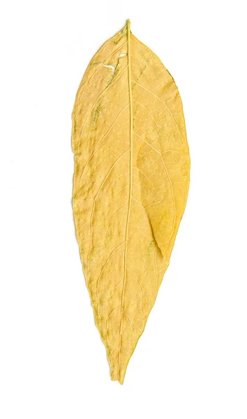 Foglia d'autunno giallo secco — Foto Stock