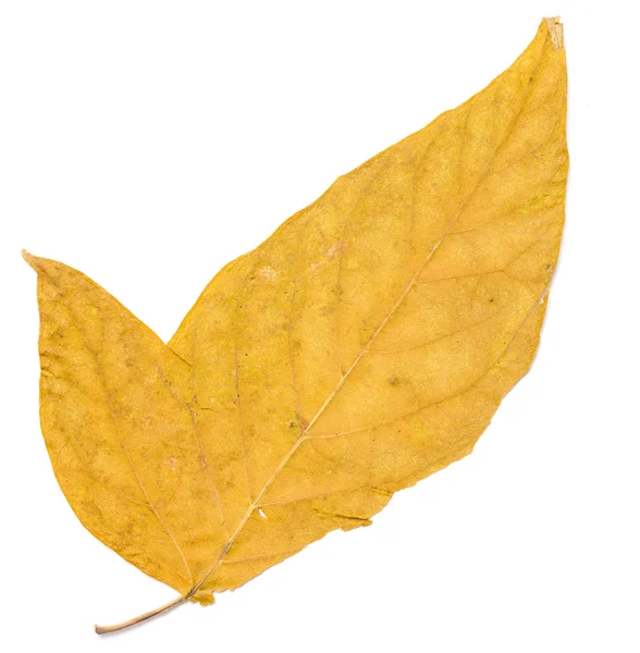 Feuille d'automne jaune sèche — Photo