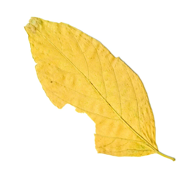 Сухий жовтий осінній лист — стокове фото