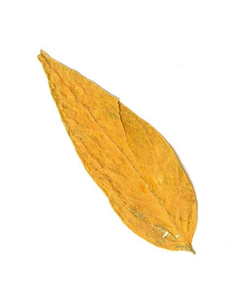 Сухой жёлтый осенний лист — стоковое фото