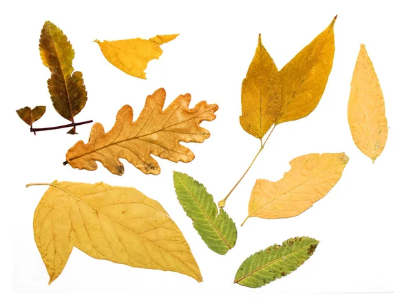 Trockene Herbstblätter — Stockfoto