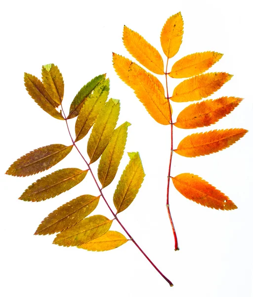 Herbstblatt der Eberesche — Stockfoto