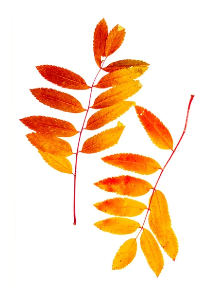 Autumn leaf of mountain ash — Stock Photo, Image