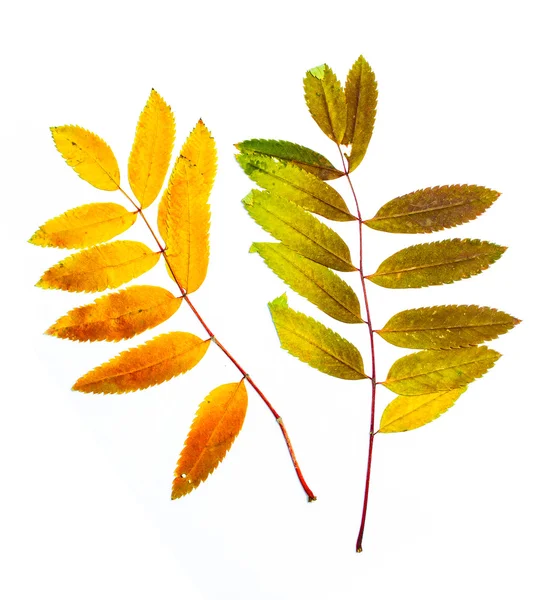 Autumn leaf of mountain ash — Stock Photo, Image