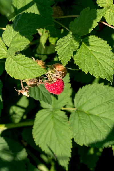 Berry ahududu — Stok fotoğraf