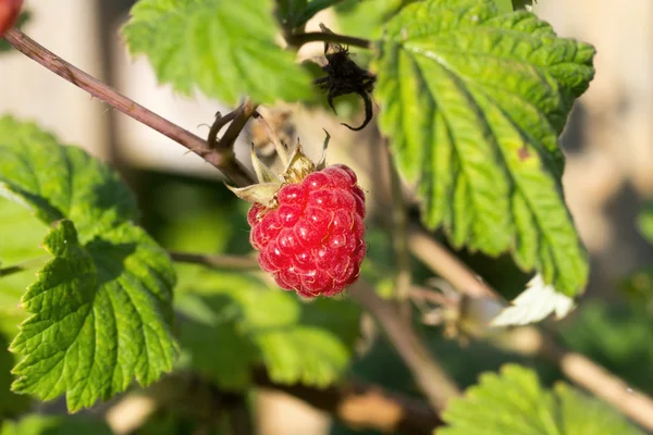Berry raspberry — Stock Photo, Image