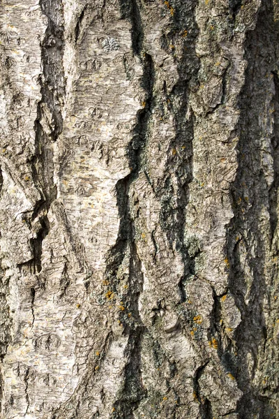 Bois brut écorce d'arbre texture fond — Photo
