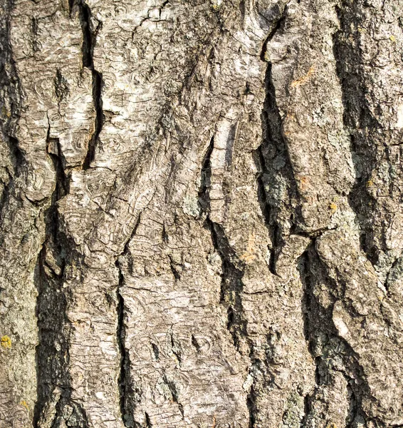 Rough wood tree bark texture background — Stock Photo, Image