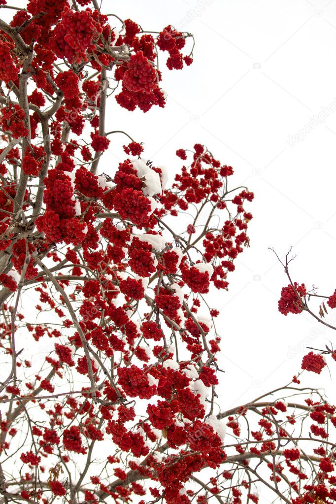 Rowan in the snow