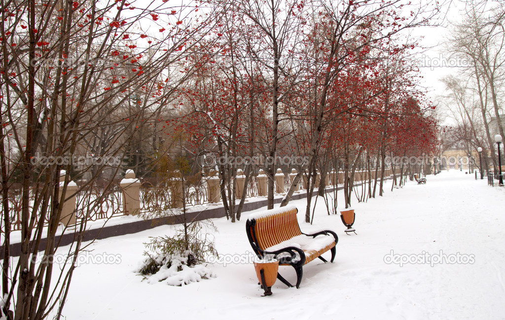 Winter park with a bench and a tree with rowan