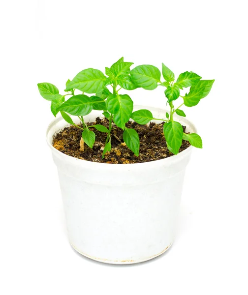 Home plant with green leaves — Stock Photo, Image