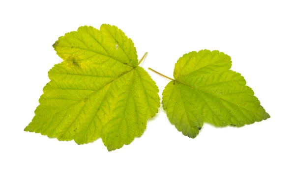 Grüne Herbstblätter — Stockfoto